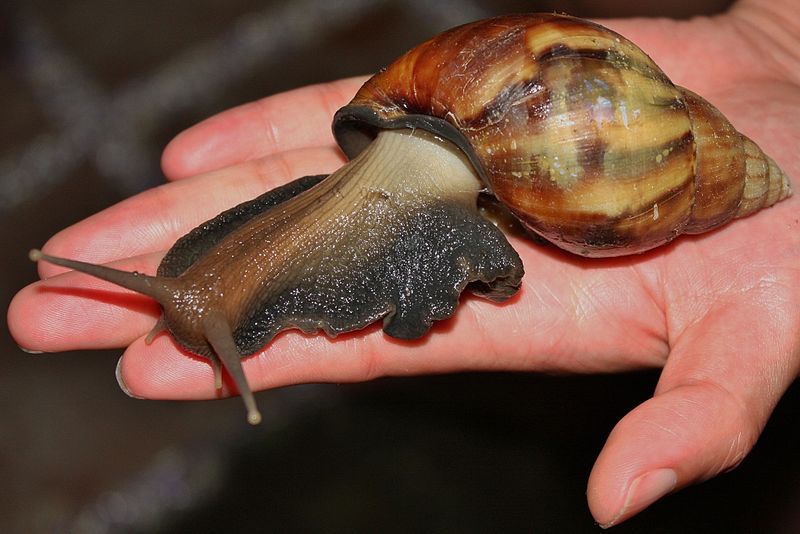 800px-giant_african_snail_28achatina_fulica29_-_an_invasive_species_in_hong_kong_28616495756129